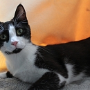 Netti