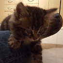 Gismo