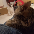 Gismo