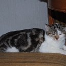 Findus 2