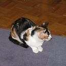 Aruna
