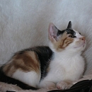 Aruna