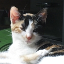 Aruna
