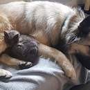 Velvet (liebt Hunde)