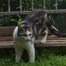 Flynn