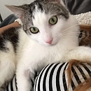 Flynn