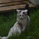 Alino