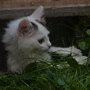 Alino
