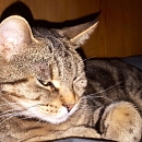 Minou