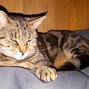 Minou