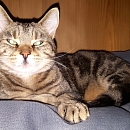 Minou