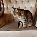 Minou