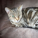 Minou
