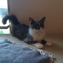 Tabby