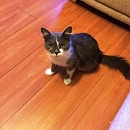 Tabby