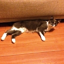 Tabby