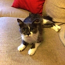 Tabby