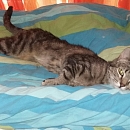 Pippo