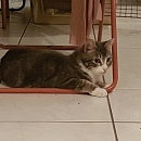 Pippo