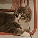 Pippo