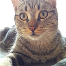 Moritz, der Hundeflüsterer