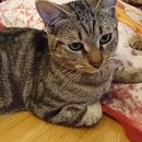 Moritz, der Hundeflüsterer