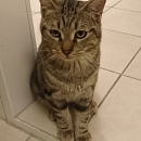 Moritz, der Hundeflüsterer