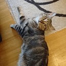Moritz, der Hundeflüsterer