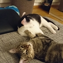 Moritz, der Hundeflüsterer