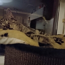 Moritz, der Hundeflüsterer