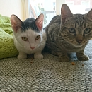 Moritz, der Hundeflüsterer