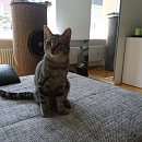 Moritz, der Hundeflüsterer