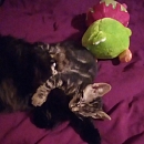 Bugxi