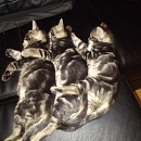 Bugxi