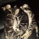 Bugxi