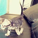 Bugxi