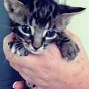 Bugxi