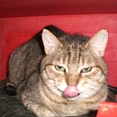 Meggy