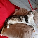 Filou