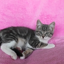 Louis