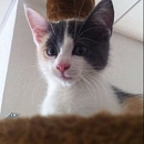Nala