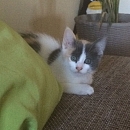 Nala