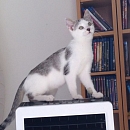 Cleo