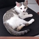 Cleo
