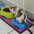 Cleo