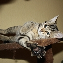 Dexi