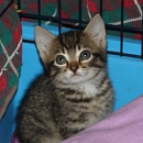 Dexi