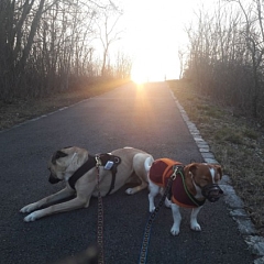 Sam ist immer dabei: joggen, chillen, ausreiten, wachen