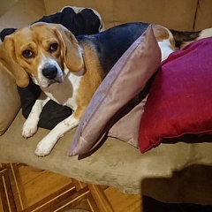 Maya/ Kira ist schon 1 Jahr in unserem Leben