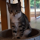 Susie aka Schmuse-Suse